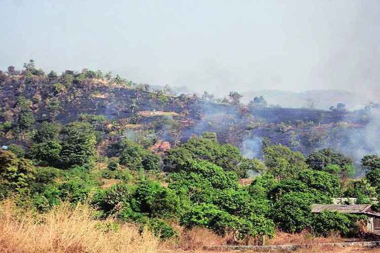 तुंगारेश्वर अभयारण्यात भ्रष्टाचाराचे जंगलराज,