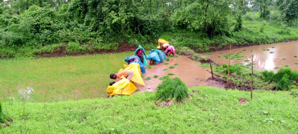 कृषिप्रधान पालघर जिल्ह्याची हरवत चालली आहे..