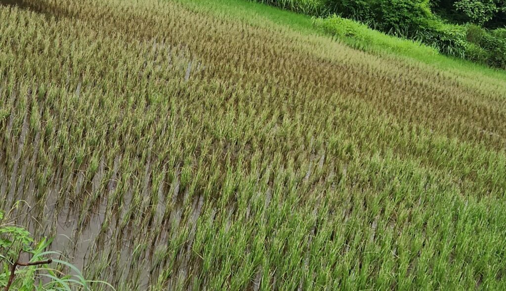 वाड्यात भातपिकावर “बगळ्या,” चा प्रादुर्भाव,