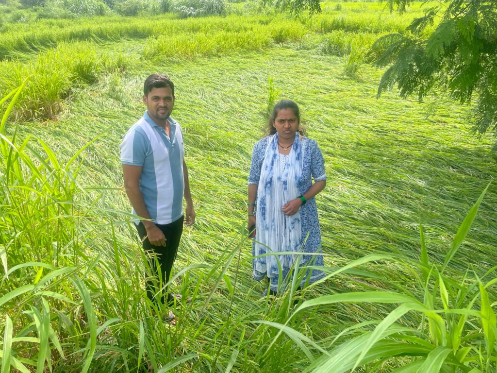वाड्यात भातपीक नुकसानीची पाहणी करण्यास सुरुवात,