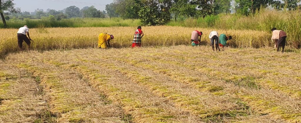 वाड्यात हलवार भातपीक कापणीला जोमाने सुरुवात,