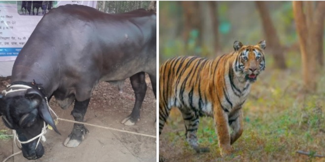 तुझ्या गळा, माझ्या गळा, गुंफू कोट्याच्या माळा,
